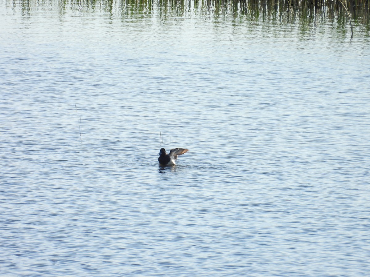 Lesser Scaup - Dana Sterner