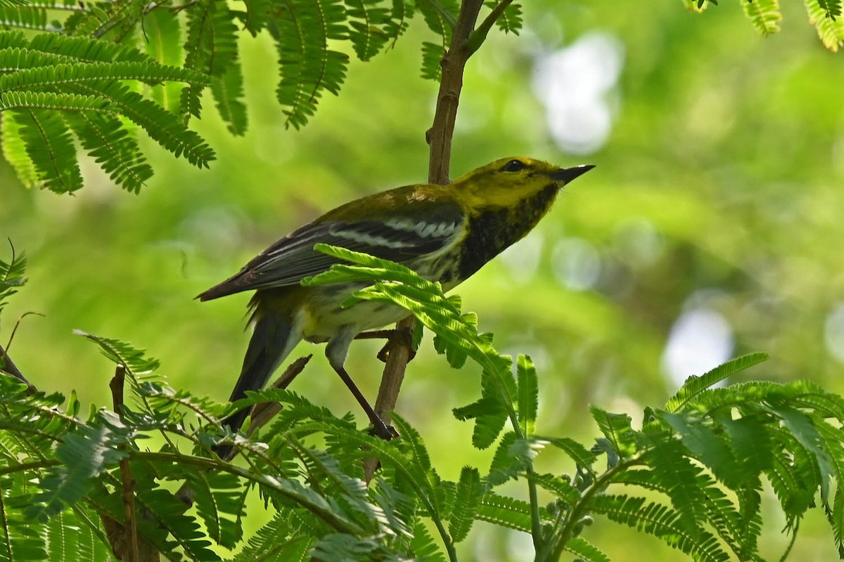 Black-throated Green Warbler - Marla Hibbitts