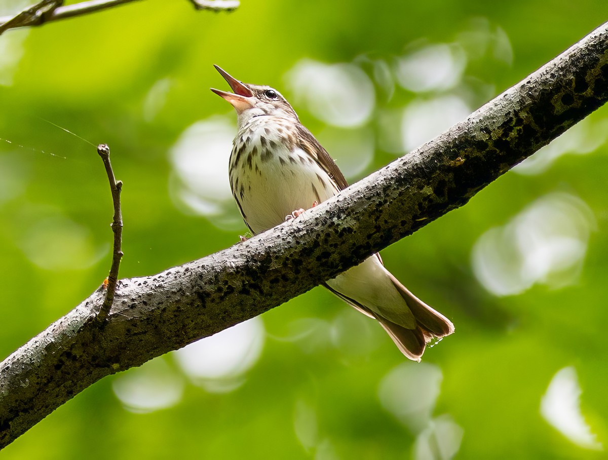 Louisiana Waterthrush - Paul  Bueren