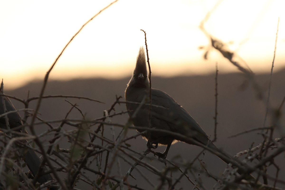 Turaco Unicolor - ML619412150