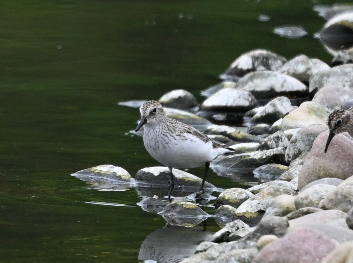 Semipalmated Sandpiper - James Markham