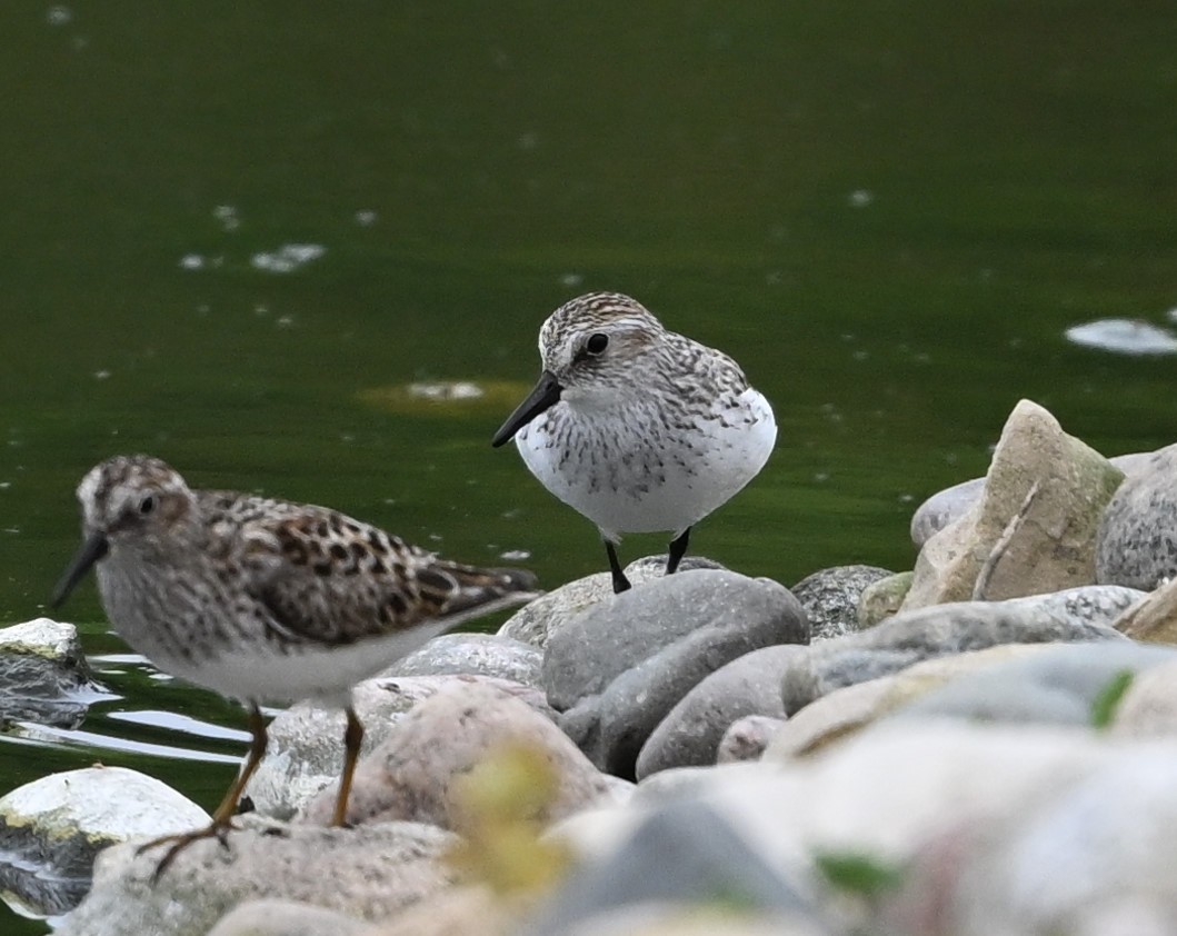 Semipalmated Sandpiper - James Markham