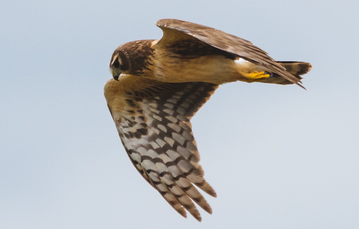 Northern Harrier - ML619412169