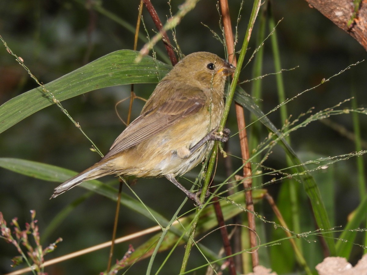 Double-collared Seedeater - ML619412173