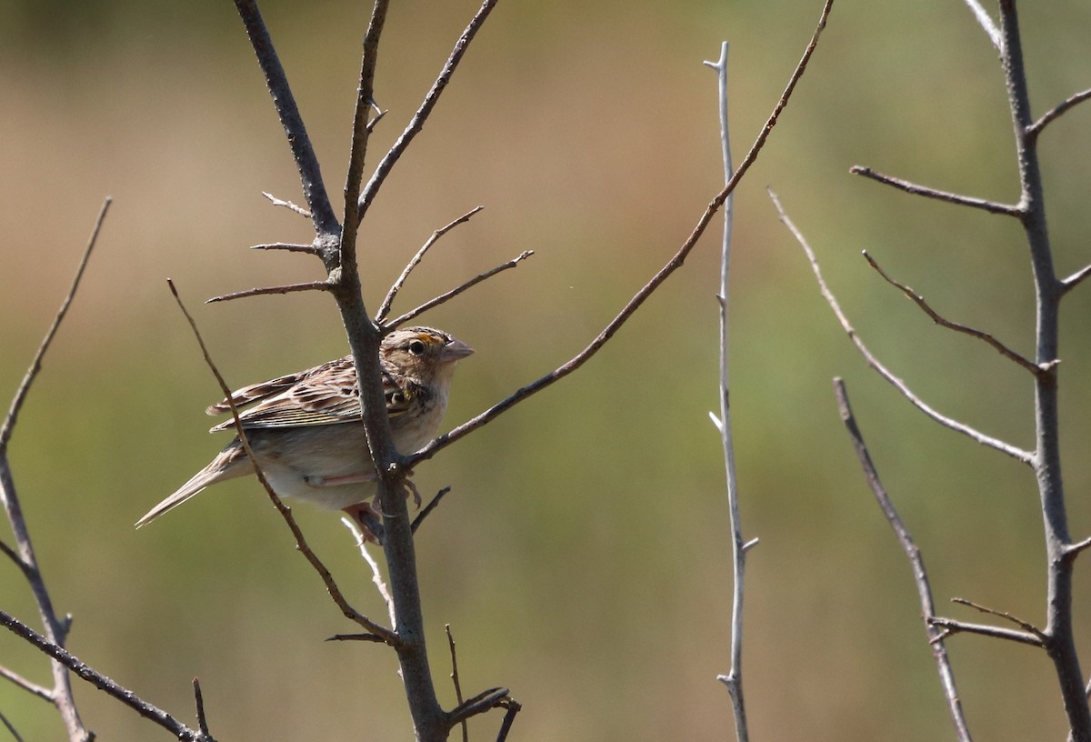 Grasshopper Sparrow - Rebekah  Ambrose-Dalton