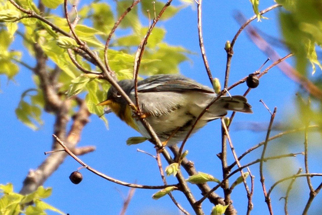 Northern Parula - Charlotte Byers