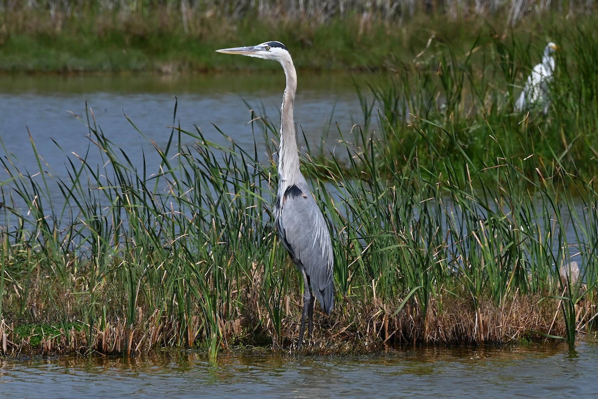 Great Blue Heron - Marla Hibbitts