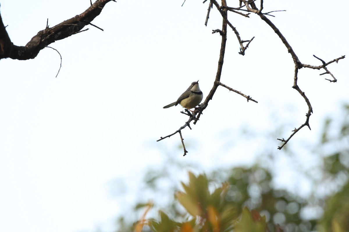 Bar-throated Apalis - ML619412196