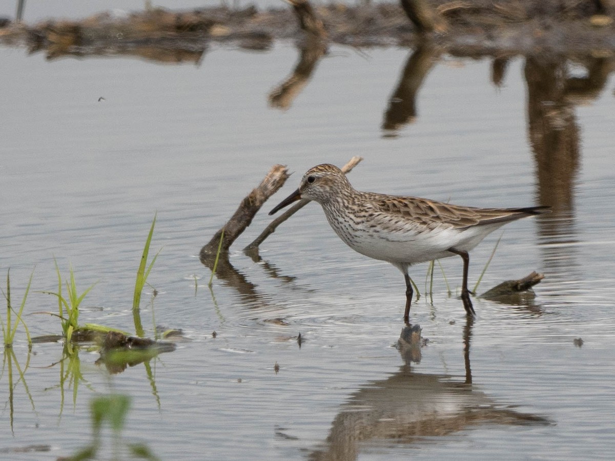 White-rumped Sandpiper - ML619412198