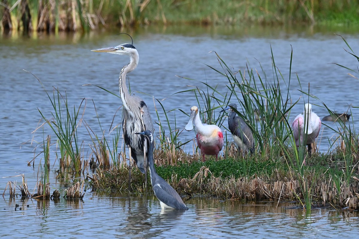 Roseate Spoonbill - Marla Hibbitts