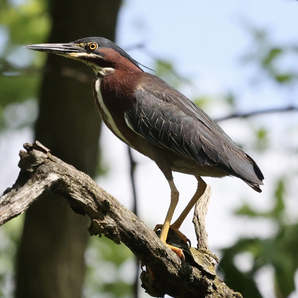 Green Heron - Michael Burkhart