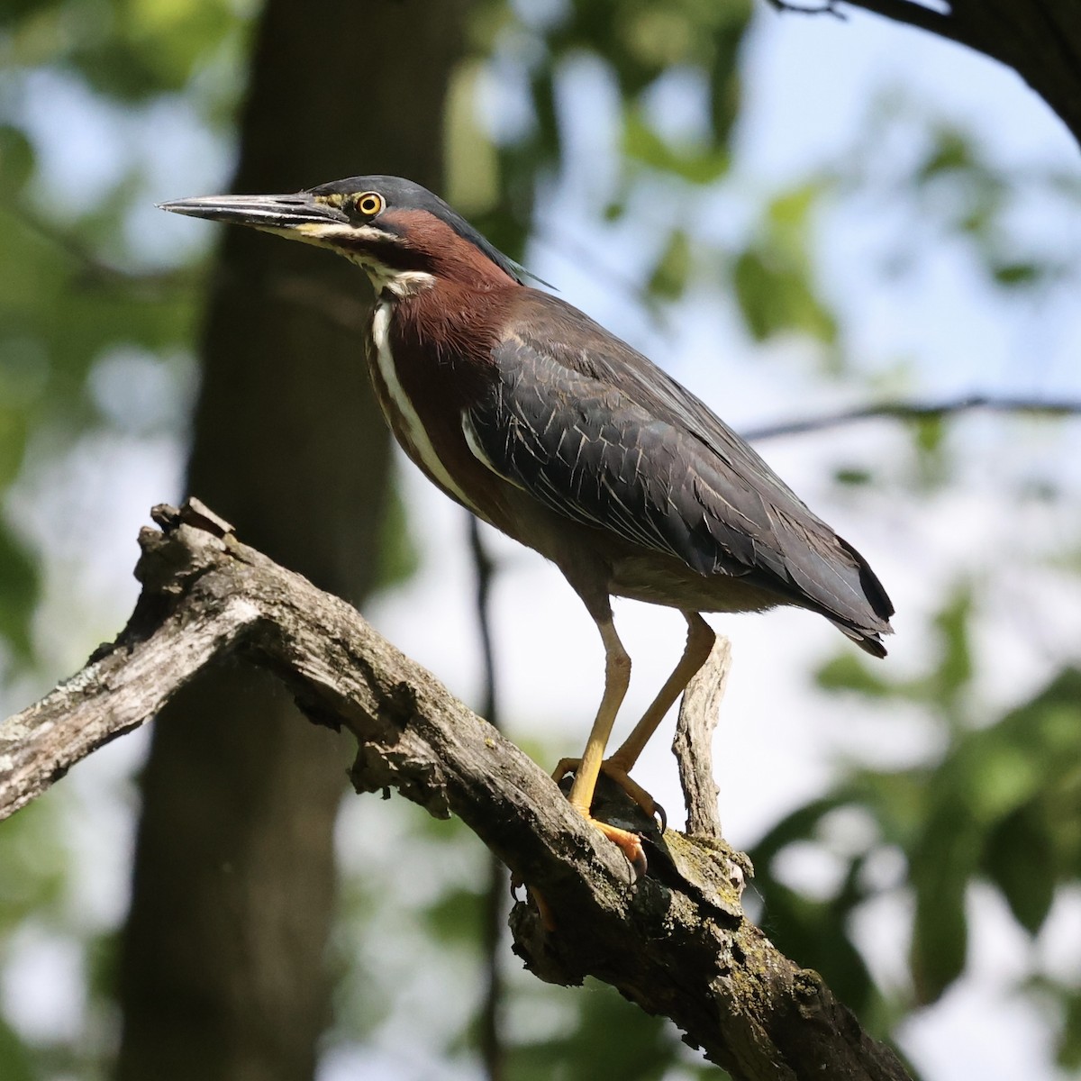 Green Heron - Michael Burkhart