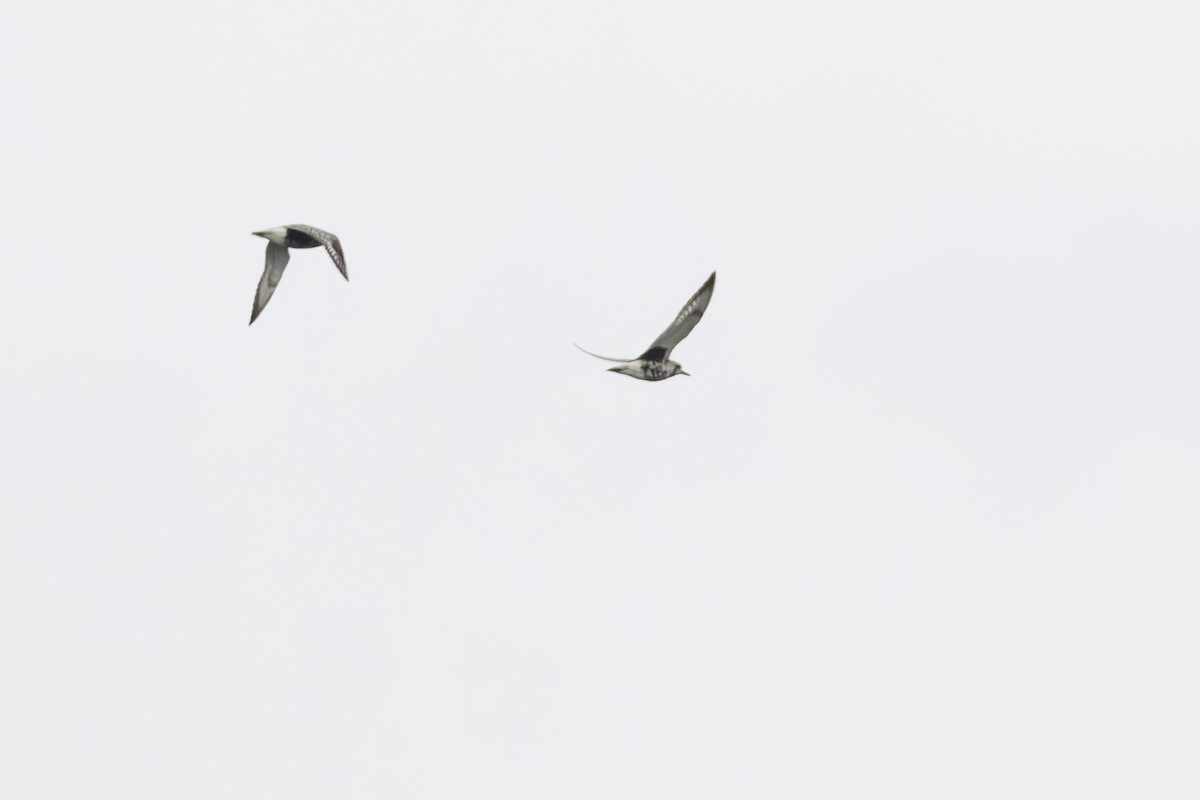 Black-bellied Plover - Paul Jones