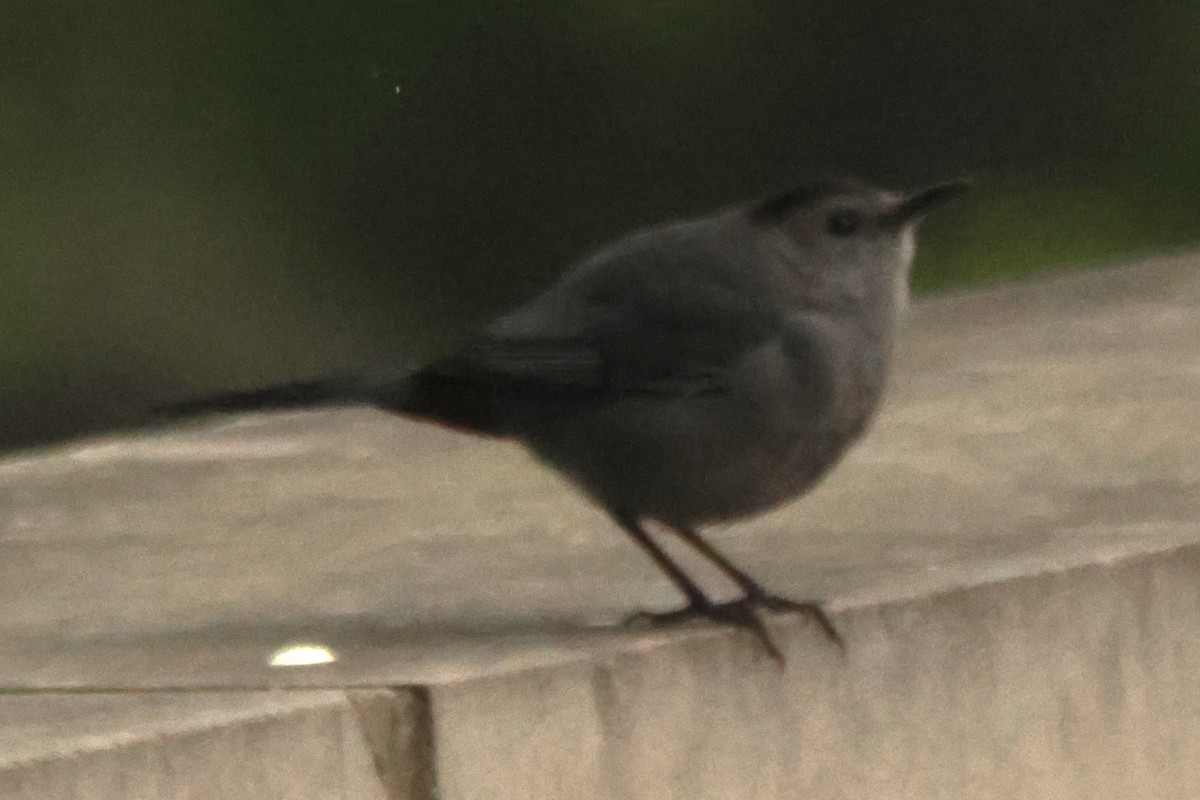 Gray Catbird - Joseph Mittura