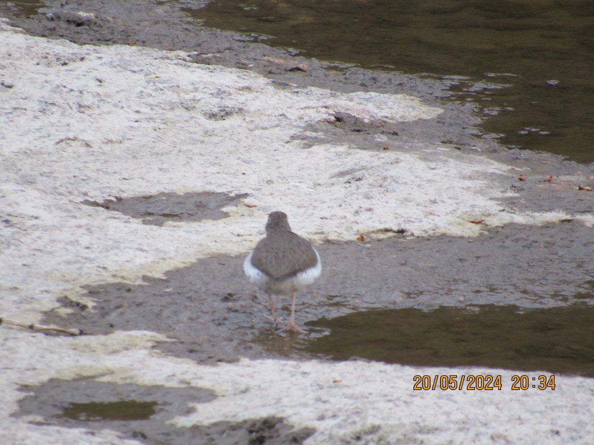 Spotted Sandpiper - Jim McKay