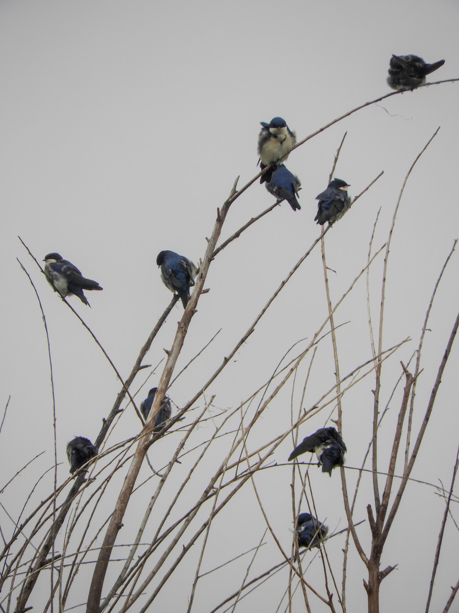 Blue-and-white Swallow - Leonardo Zoat