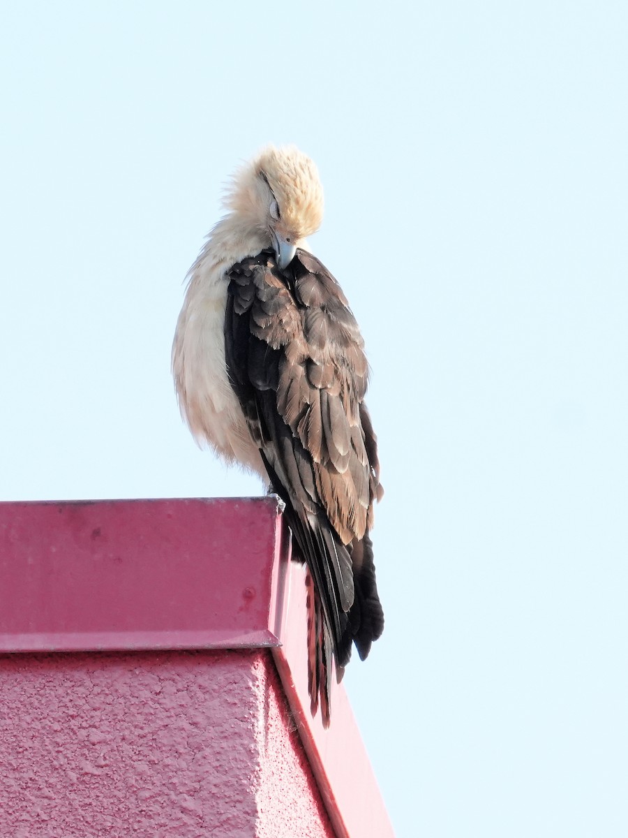 Yellow-headed Caracara - Merryl Edelstein