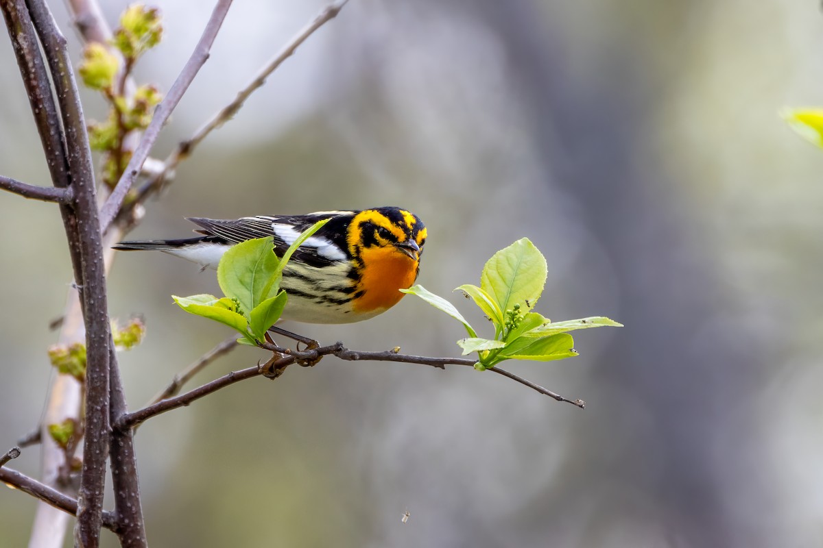 Blackburnian Warbler - Norman Franke