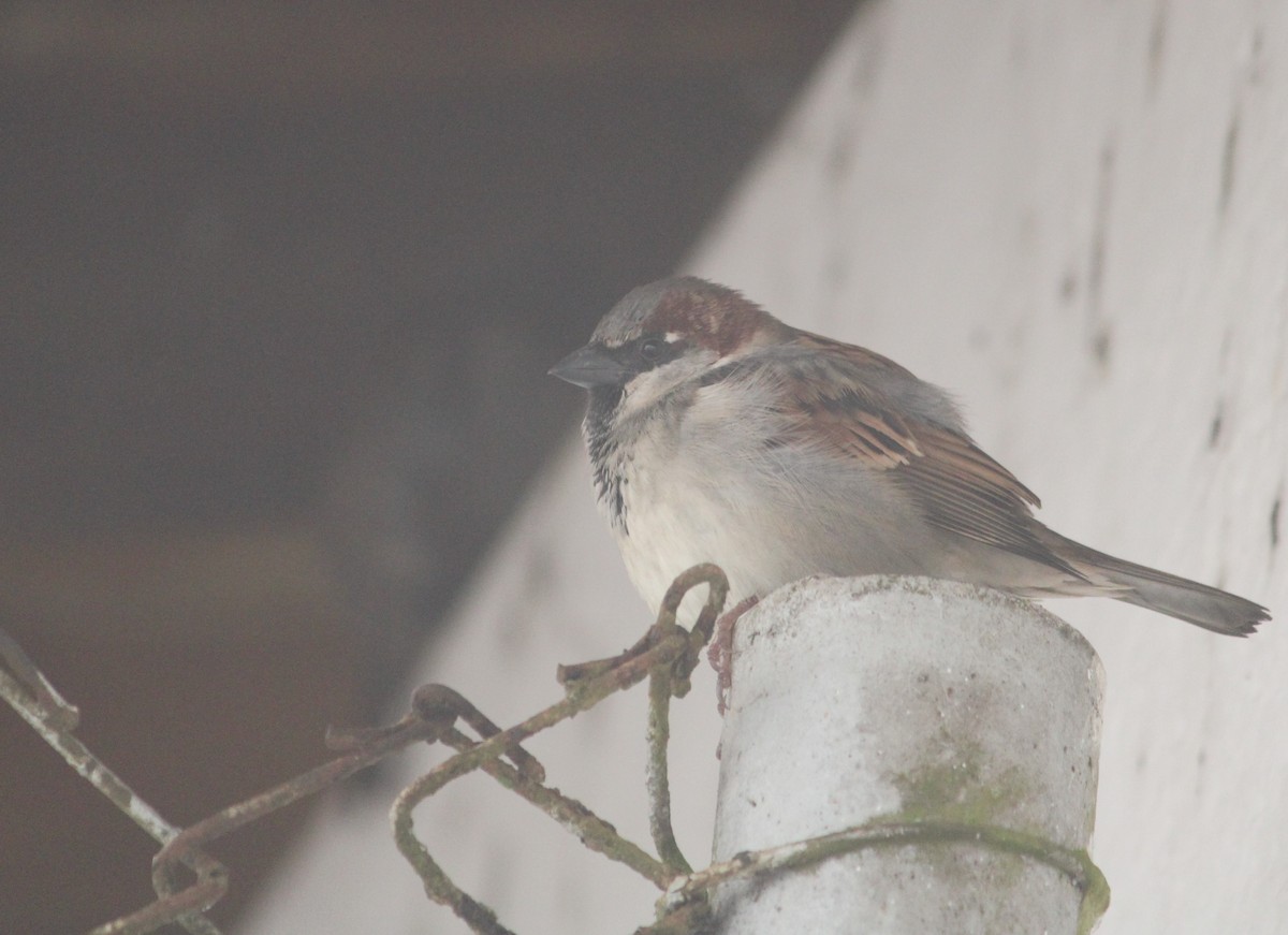 House Sparrow - Miguel  Magro