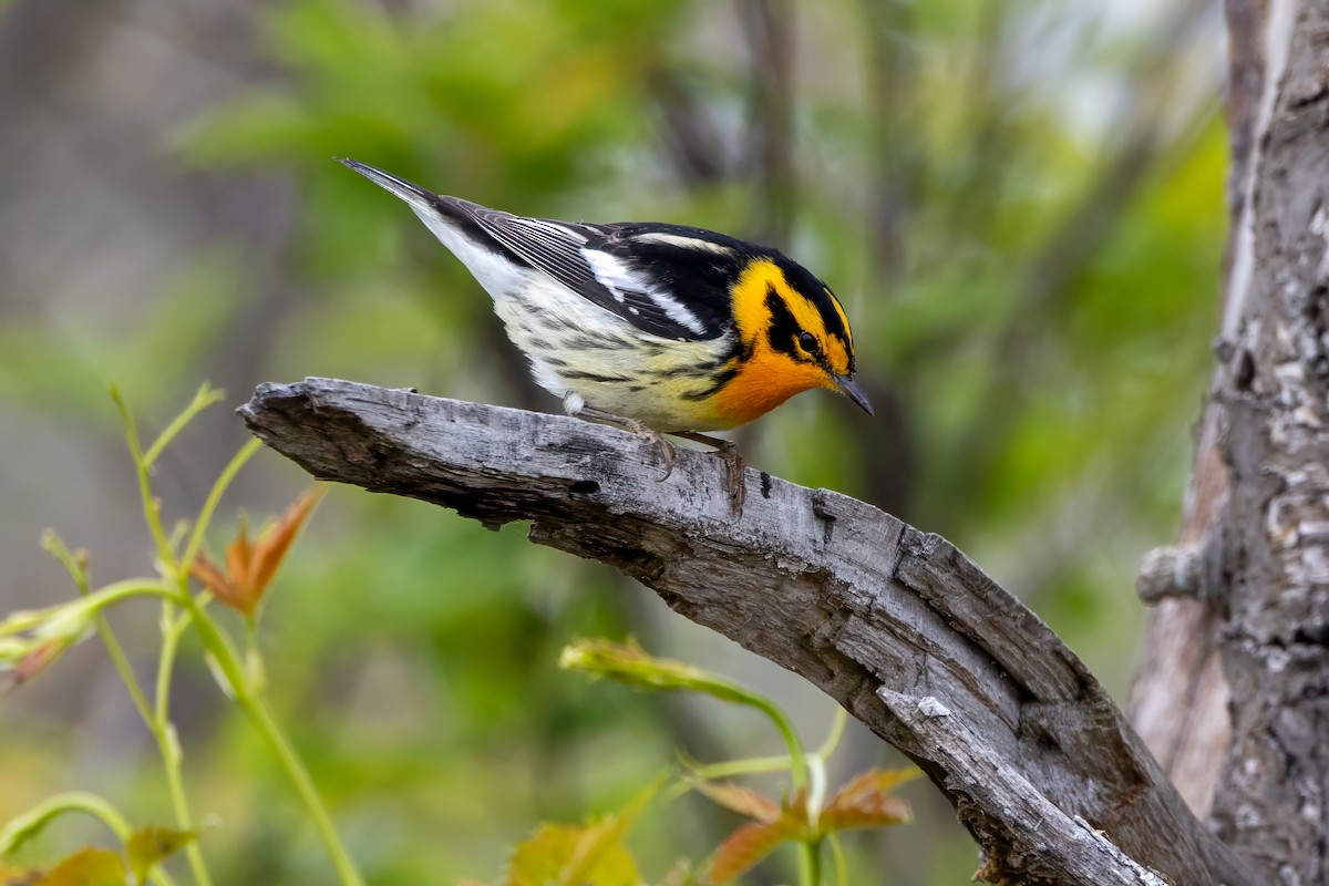 Blackburnian Warbler - Norman Franke