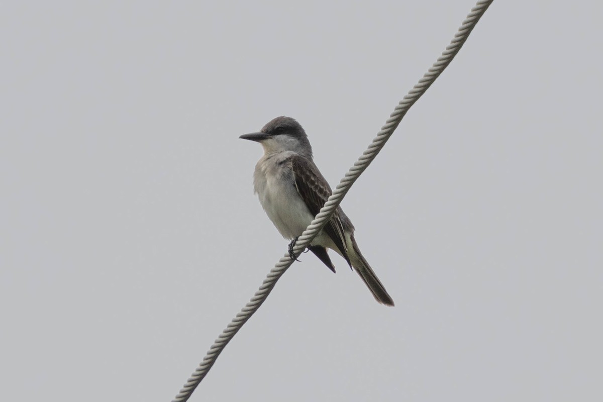 Gray Kingbird - Jack Rogers