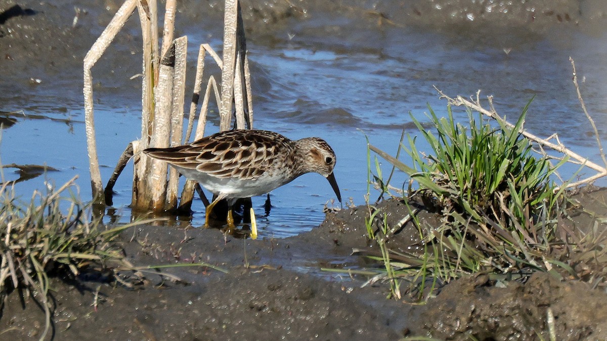 Least Sandpiper - ML619412280