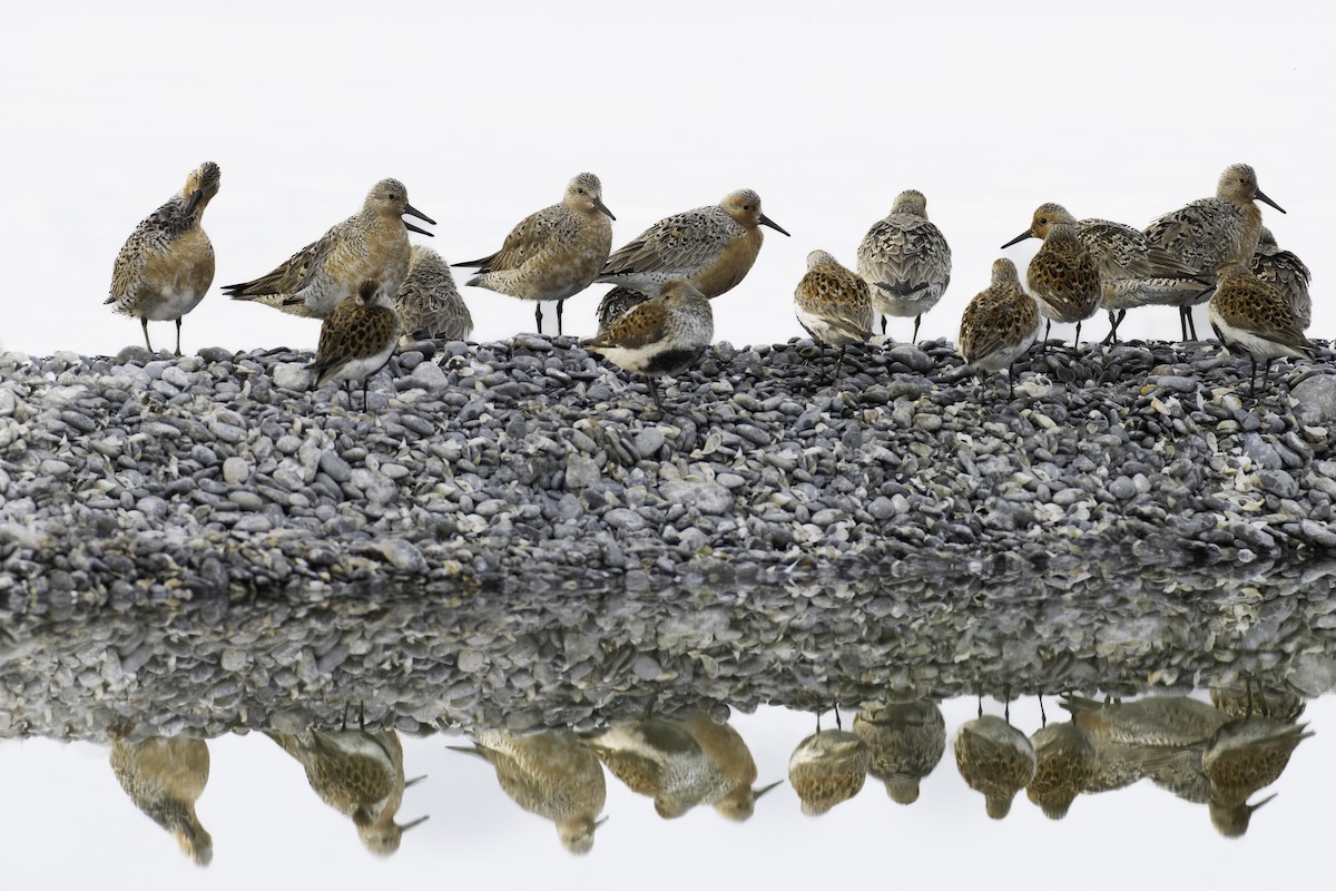 Red Knot - ML619412290