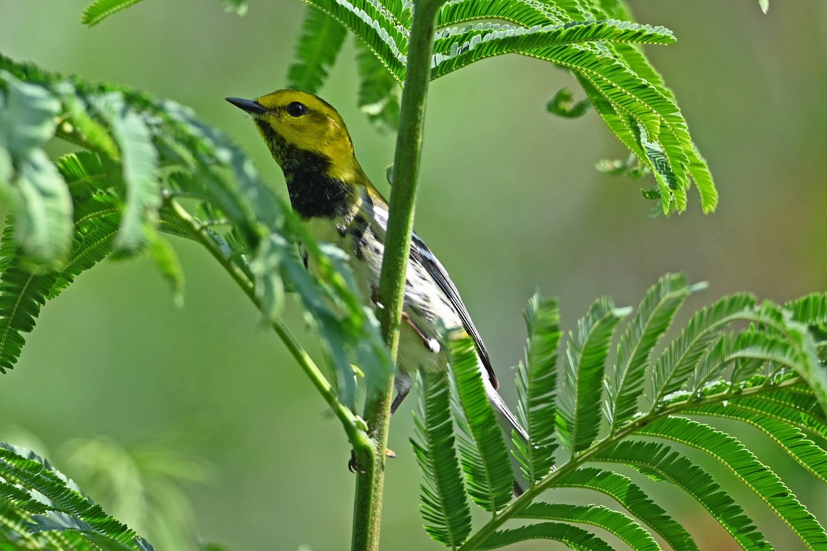 Black-throated Green Warbler - Marla Hibbitts