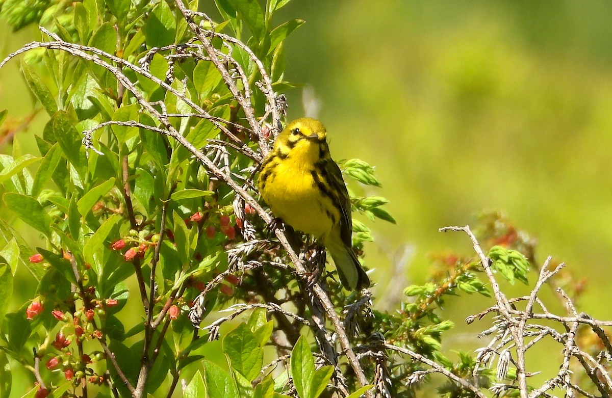 Prairie Warbler - Sydney Horan