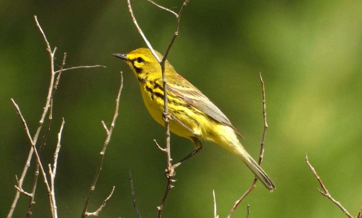 Prairie Warbler - ML619412302