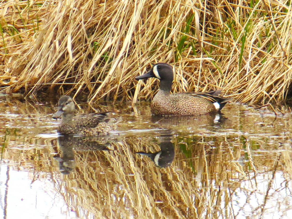 Blue-winged Teal - ML619412304