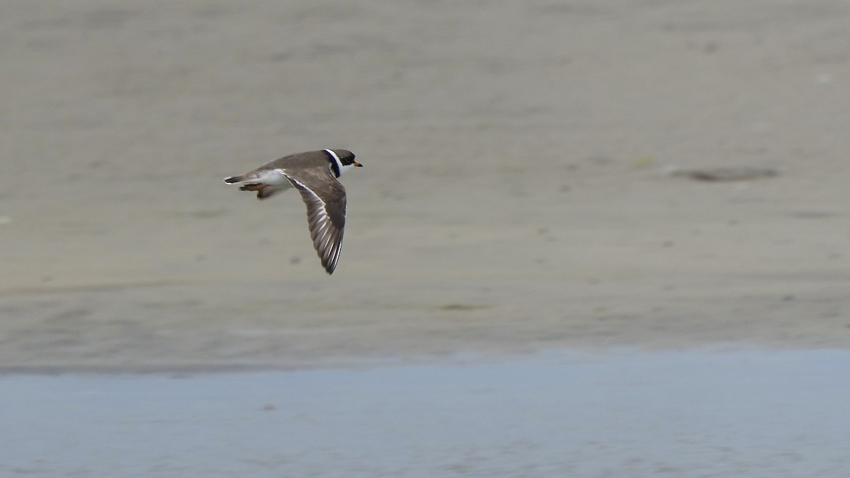 Semipalmated Plover - Sunil Thirkannad