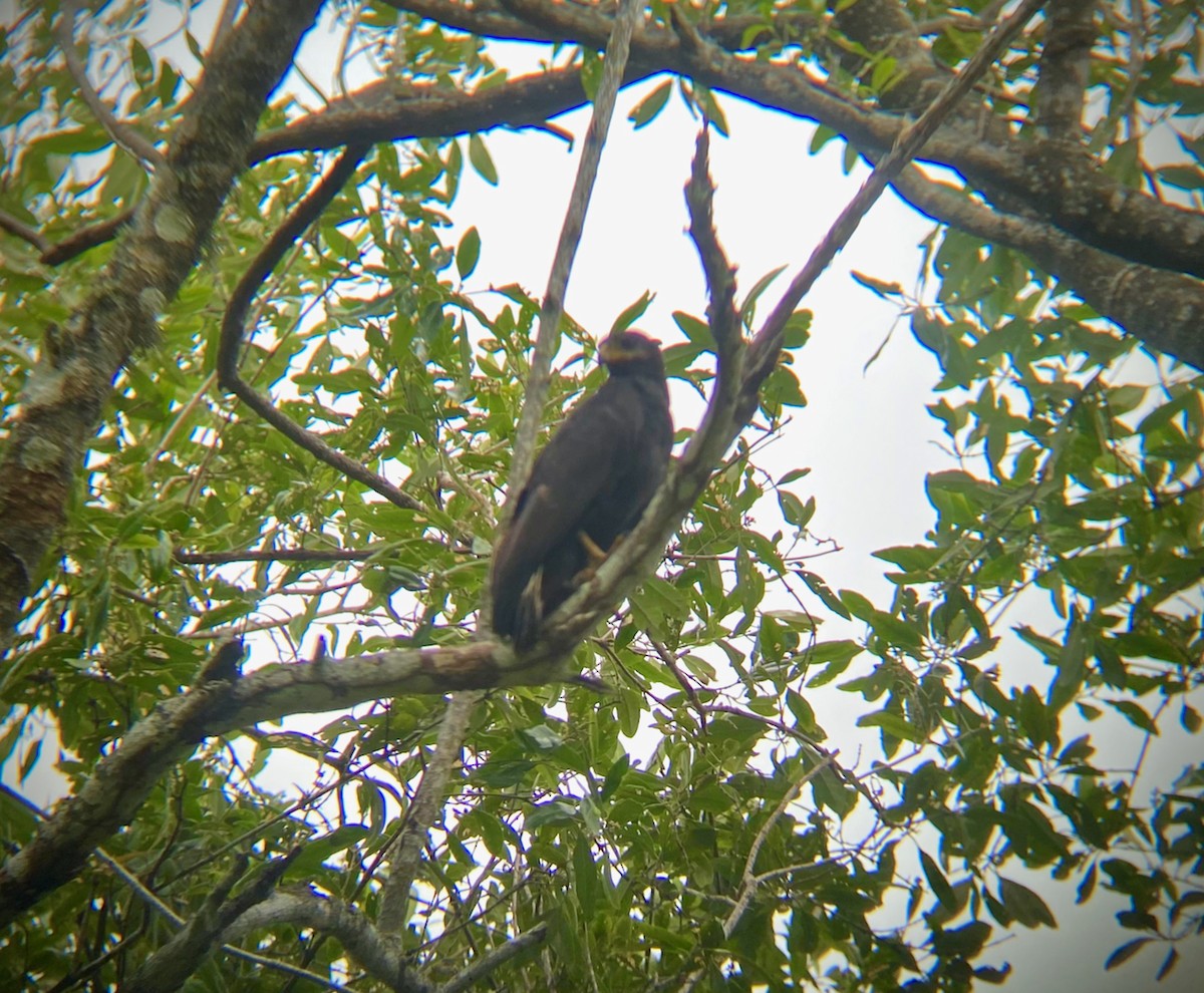 Common Black Hawk - Giuseppe Oliver