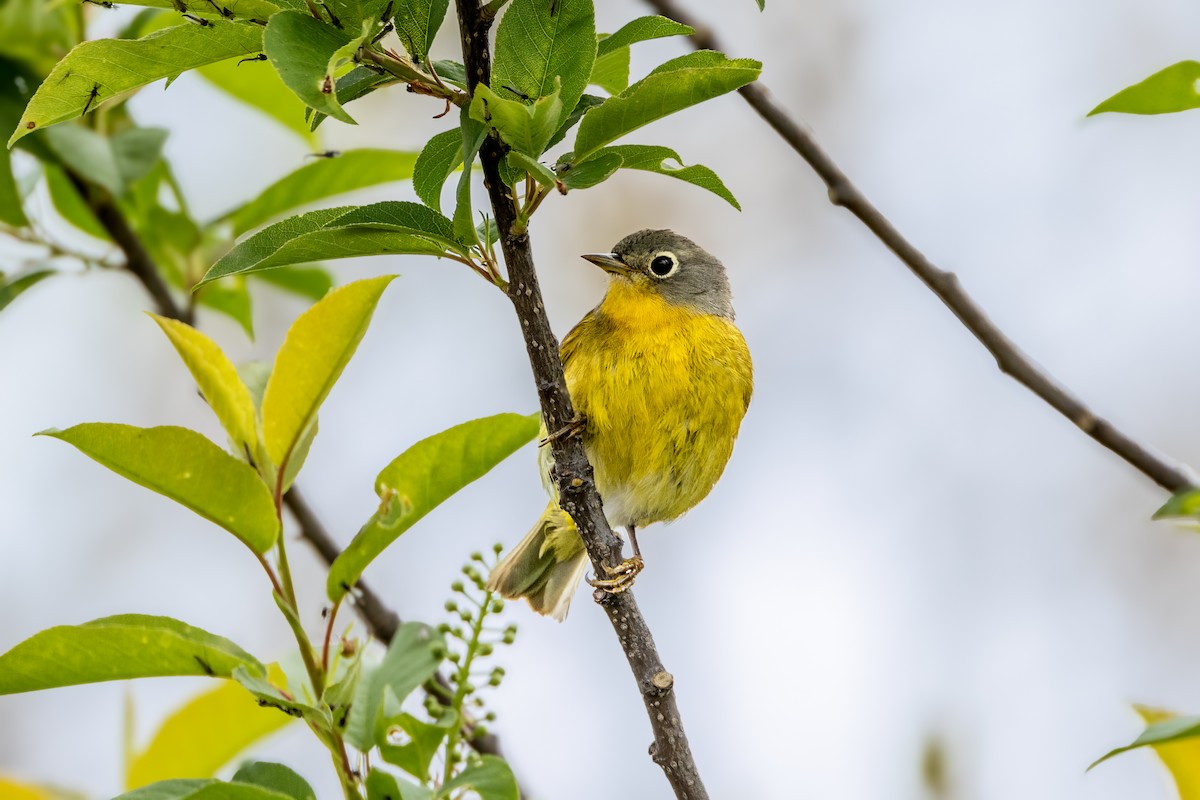 Nashville Warbler - Norman Franke