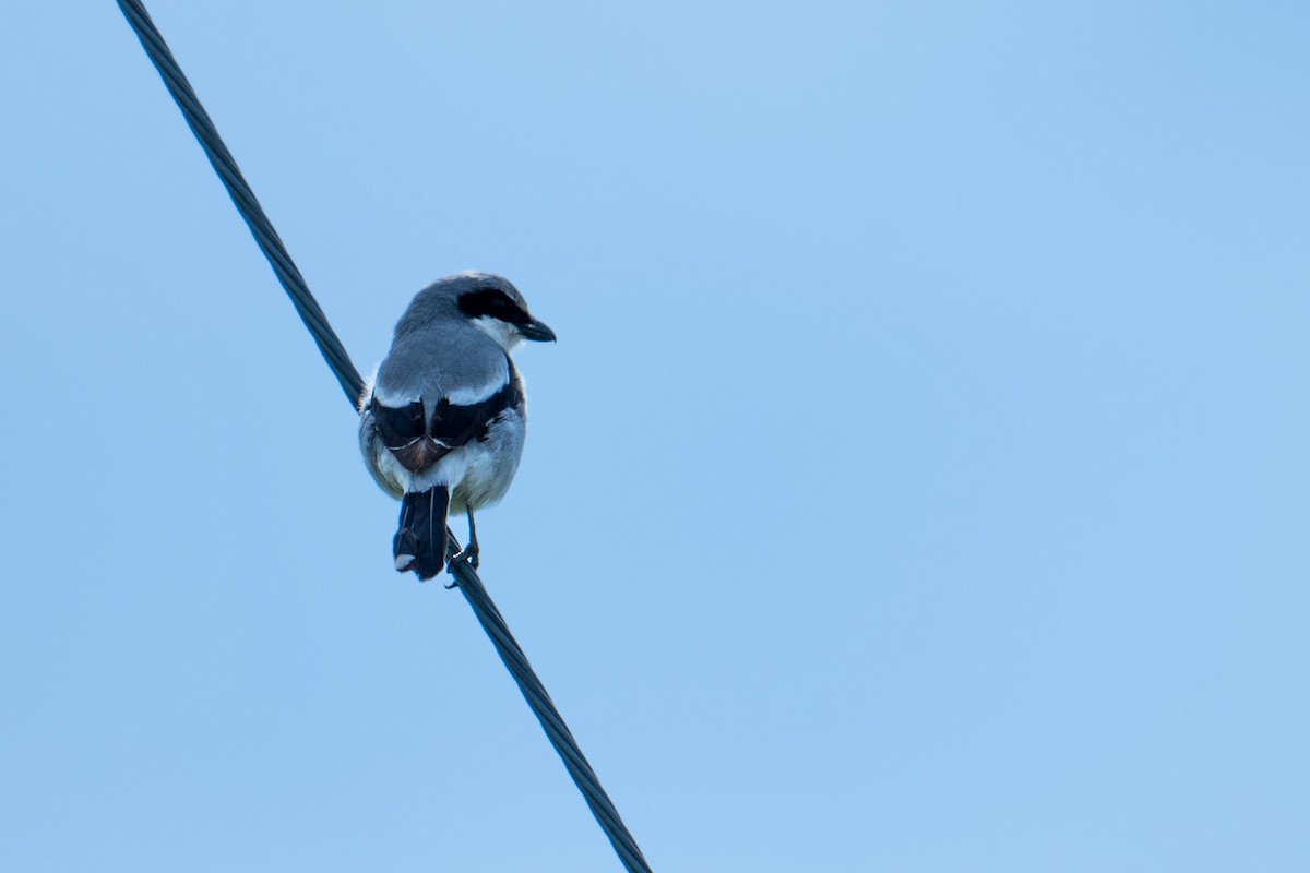 Loggerhead Shrike - Nathan Thokle