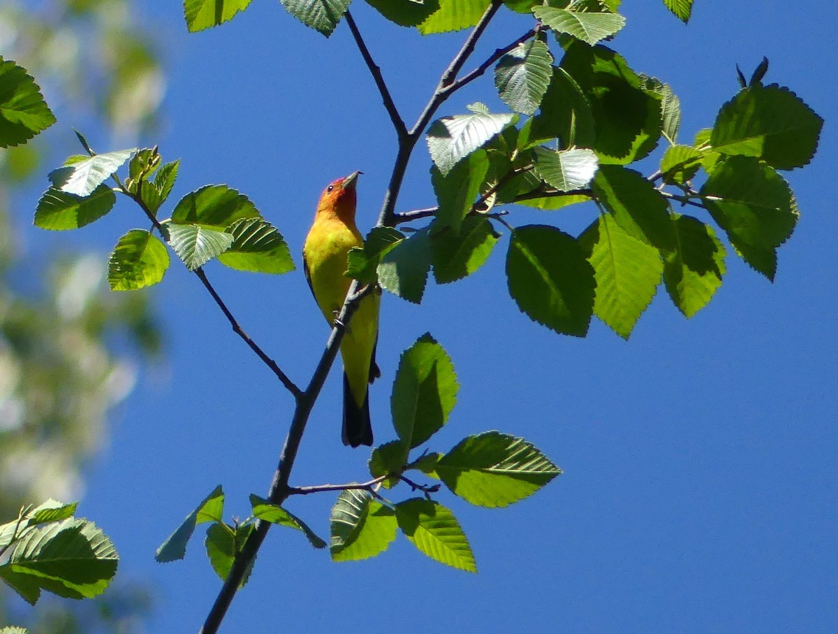 Western Tanager - Simone Littledale