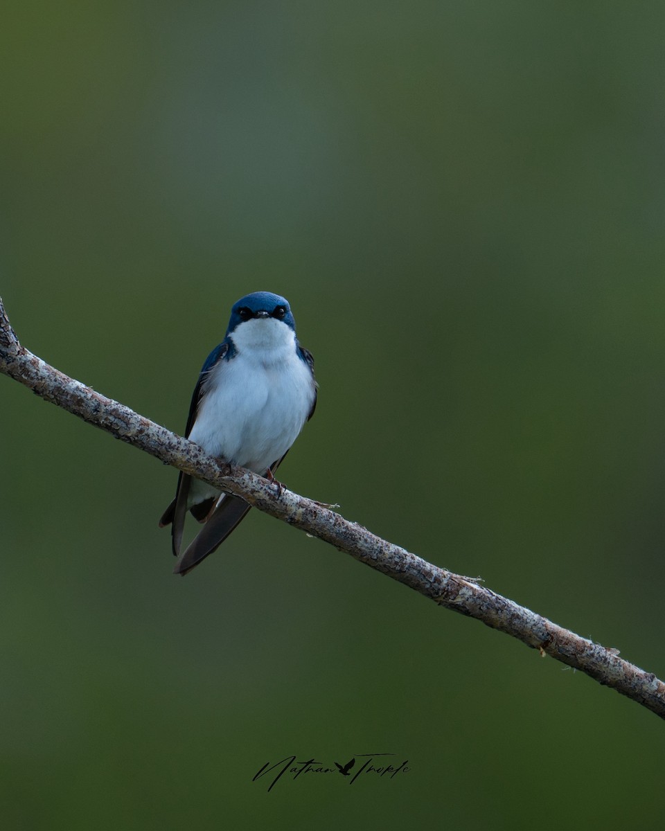 Tree Swallow - Nathan Thokle