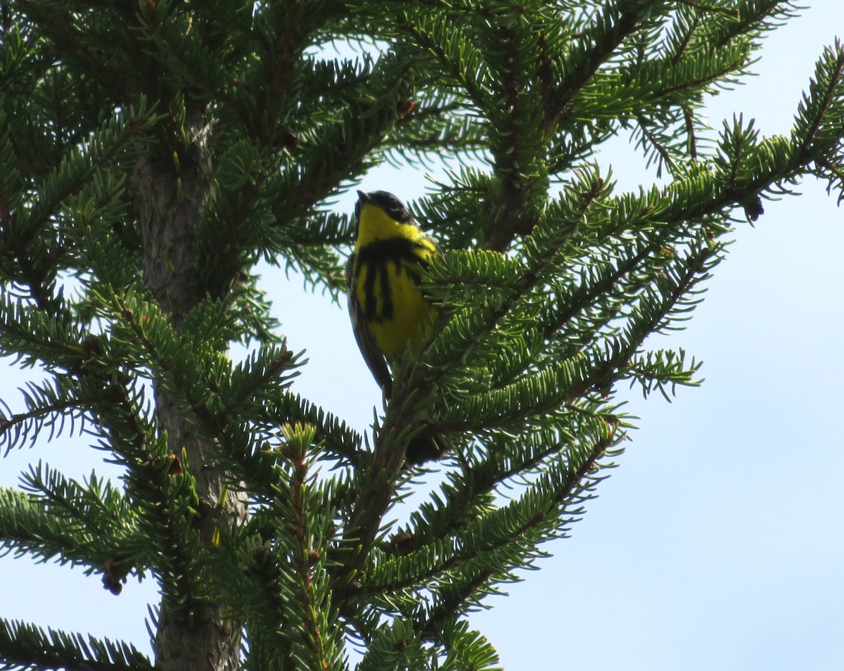 Magnolia Warbler - Bernie Brown