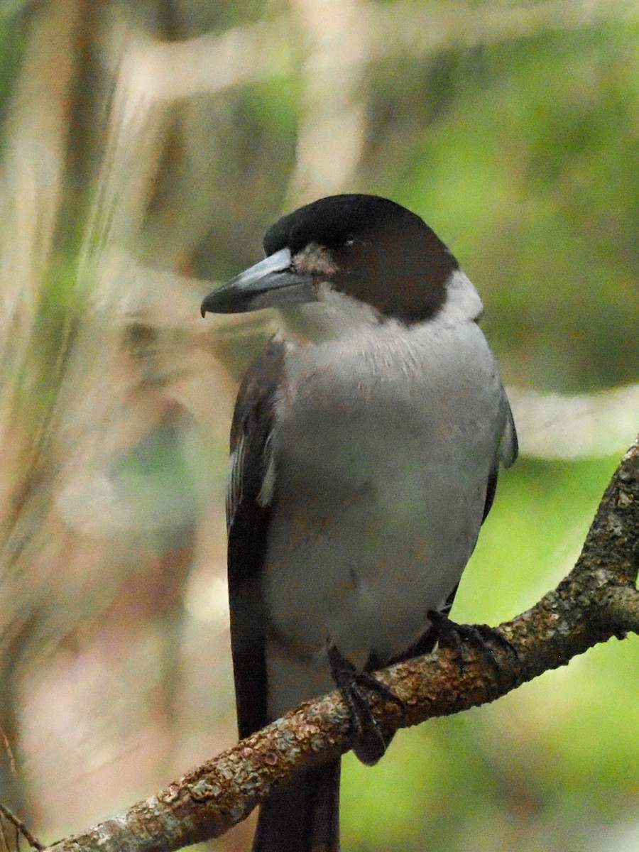 Gray Butcherbird - Todd Deininger