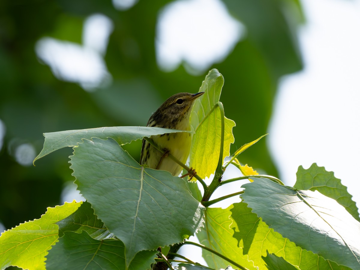 Blackpoll Warbler - Chris Petherick