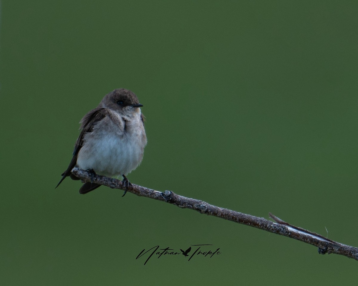 Northern Rough-winged Swallow - Nathan Thokle