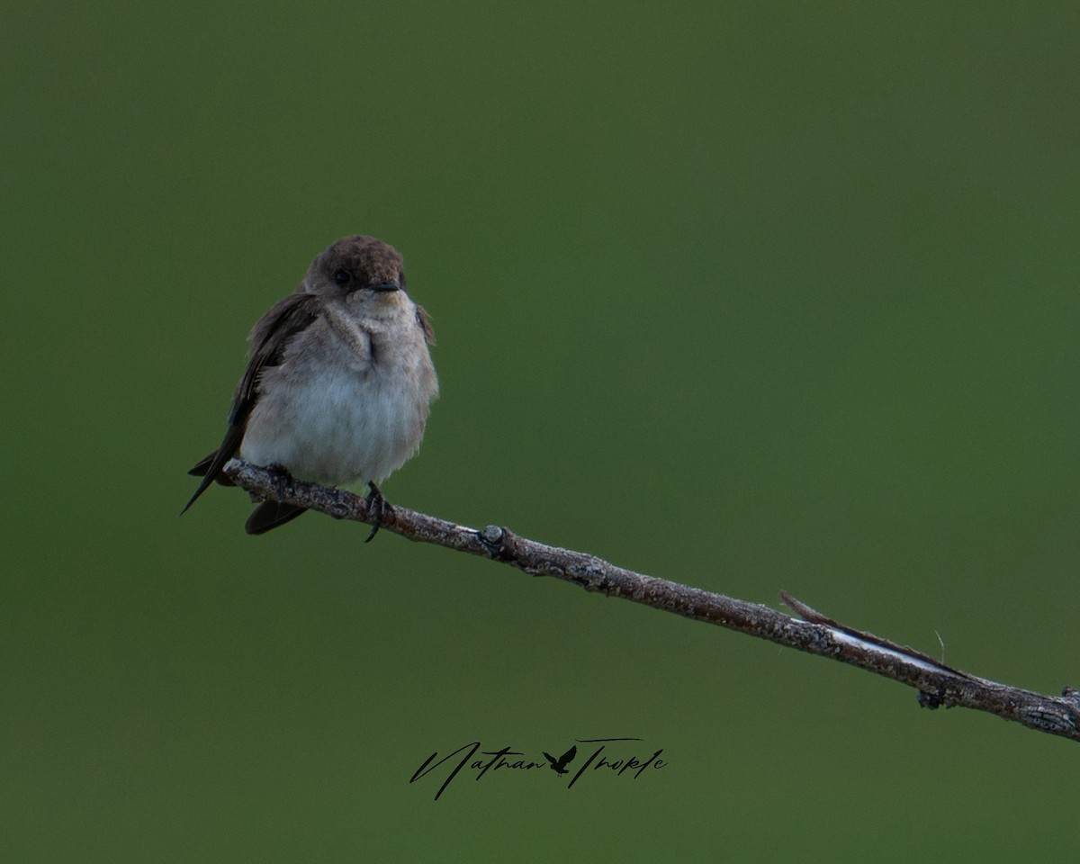 Northern Rough-winged Swallow - Nathan Thokle