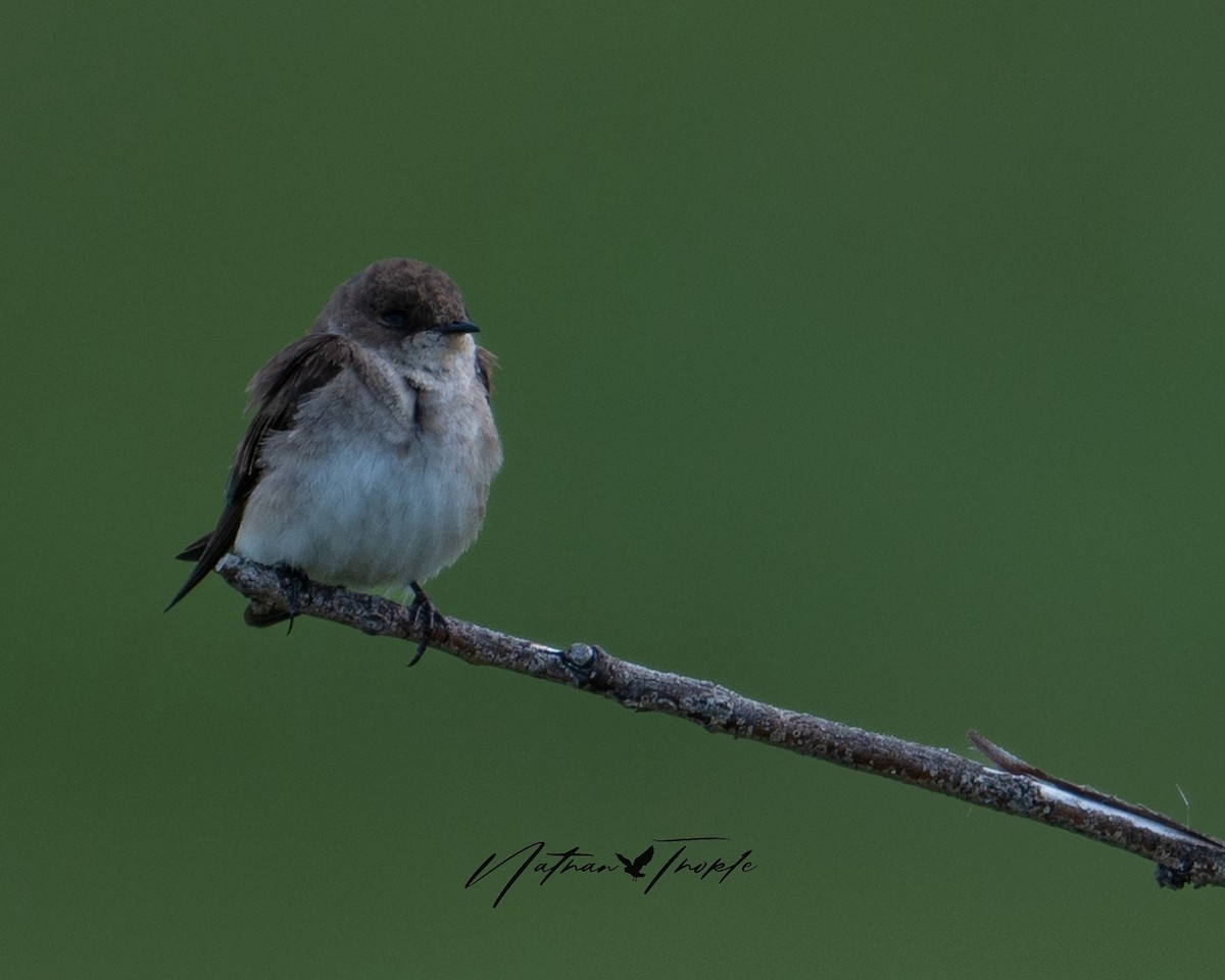 Northern Rough-winged Swallow - Nathan Thokle