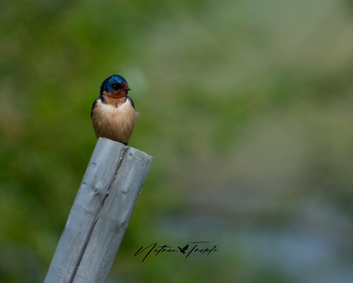 Barn Swallow - Nathan Thokle