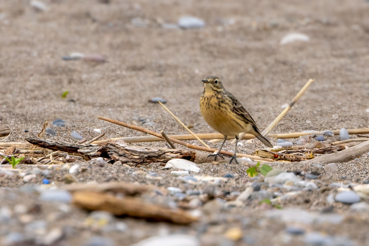 American Pipit - Norman Franke