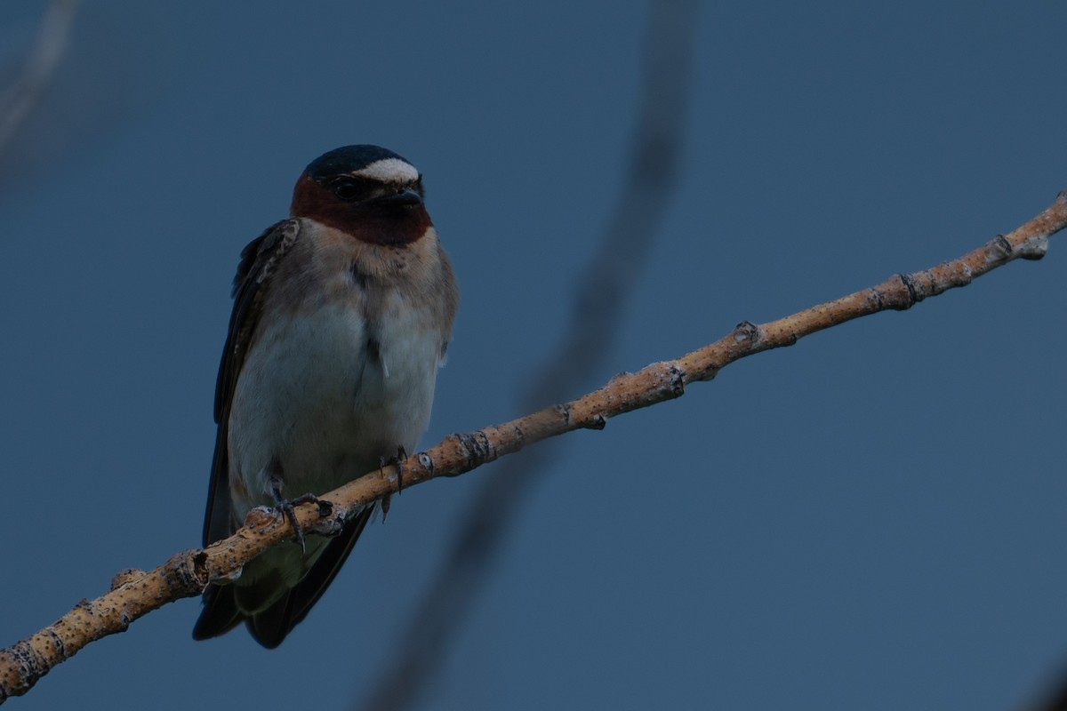 Cliff Swallow - Nathan Thokle