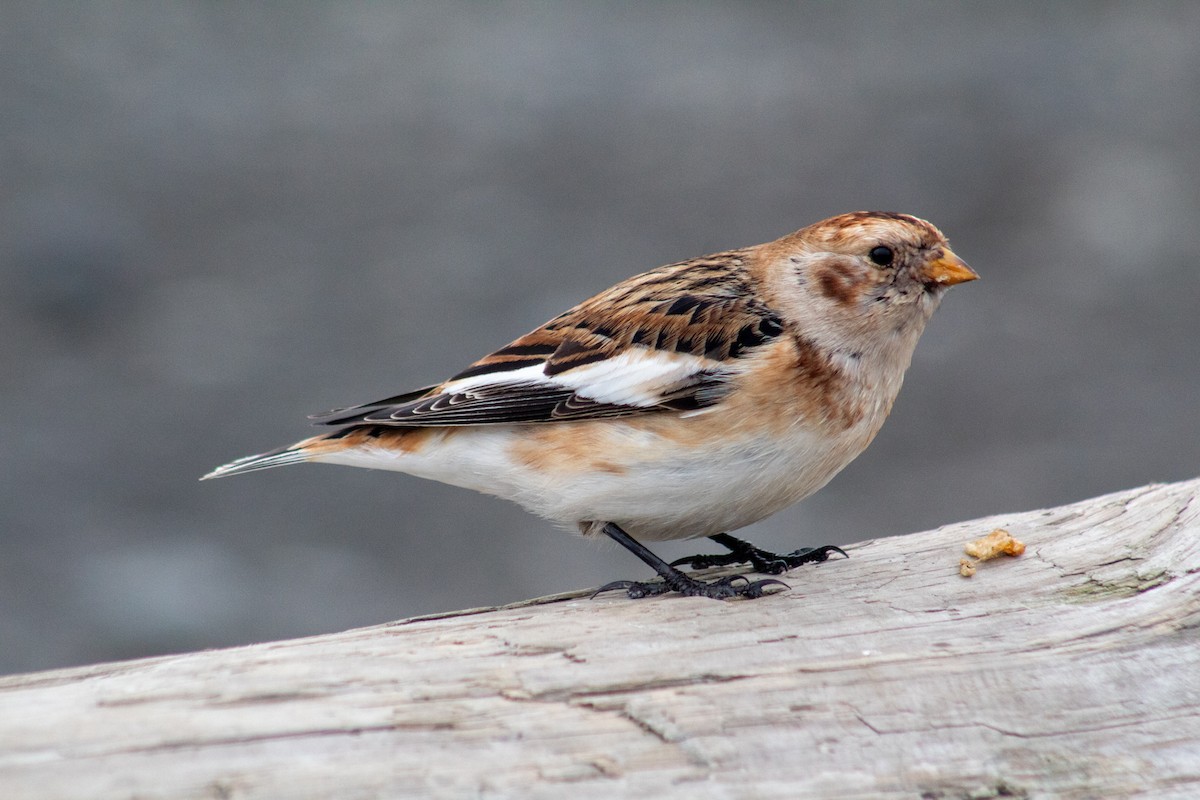 Snow Bunting - ML619412414