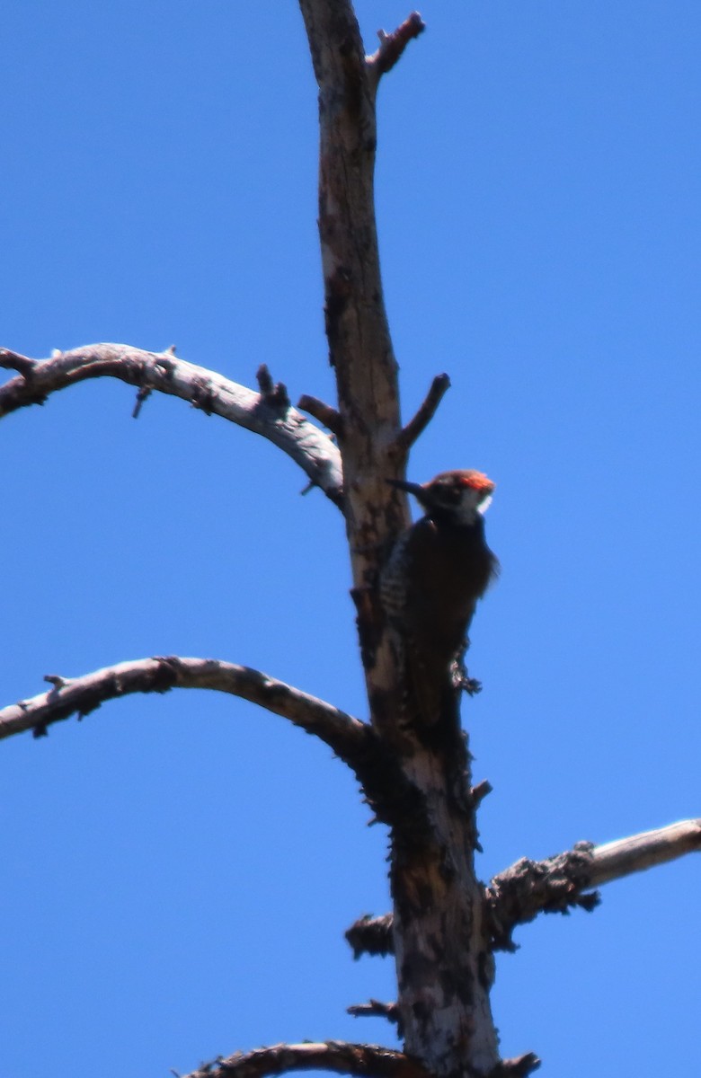Arizona Woodpecker - Elaine Wagner
