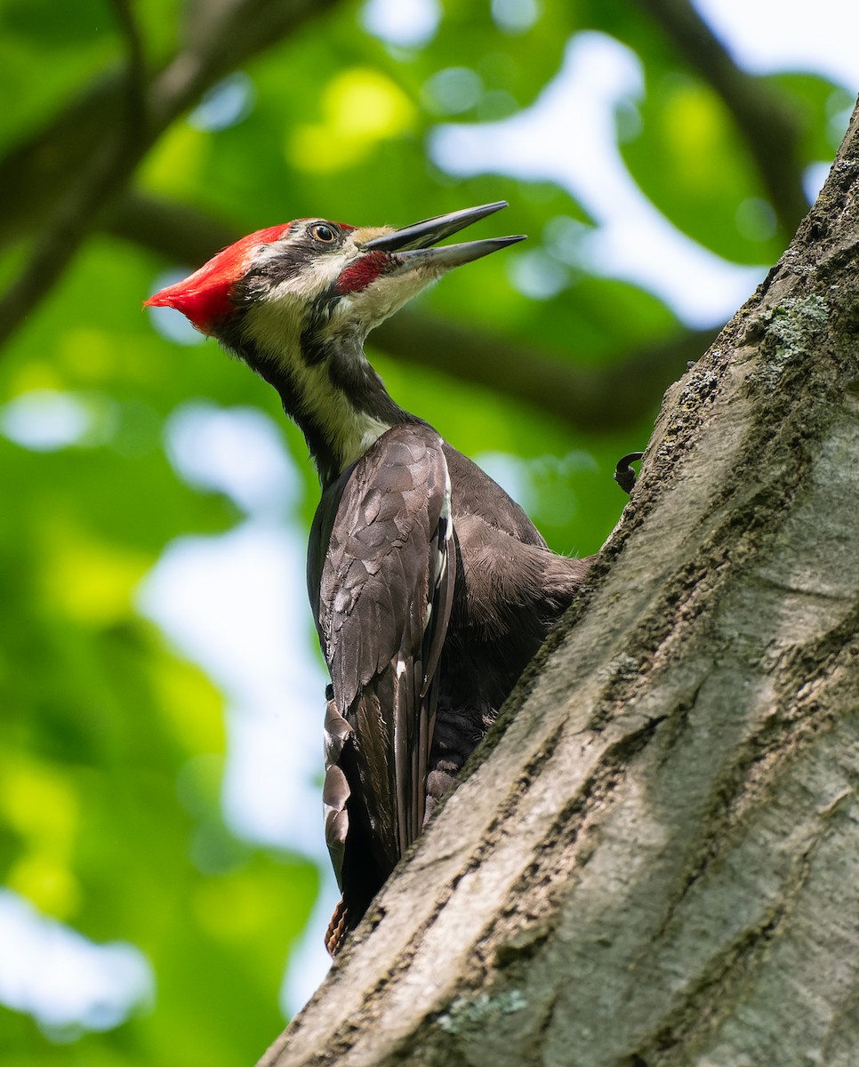 Pileated Woodpecker - ML619412426