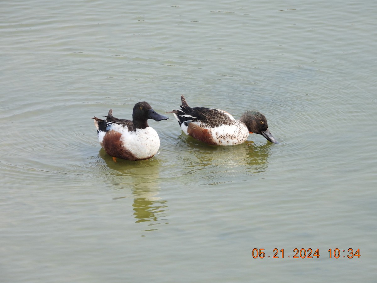 Northern Shoveler - Donna Adams